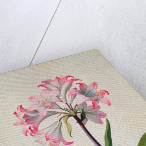 Belladonna Lily by Georg Dionysius Ehret