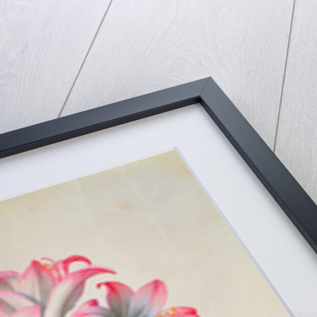 Belladonna Lily by Georg Dionysius Ehret