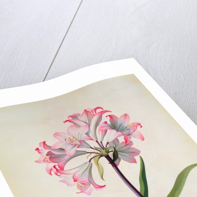 Belladonna Lily by Georg Dionysius Ehret