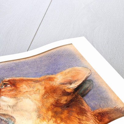 Head of a Fox by John Frederick Lewis