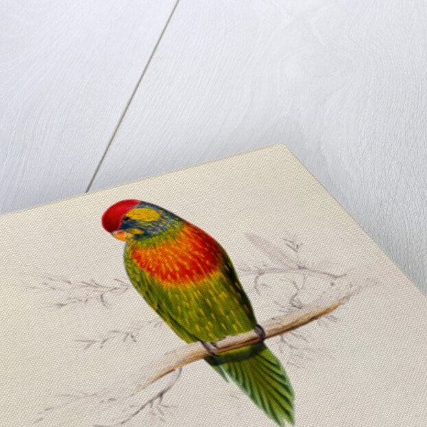 Variegated Parakeet: Trichoglossus Versicolor by Edward Lear