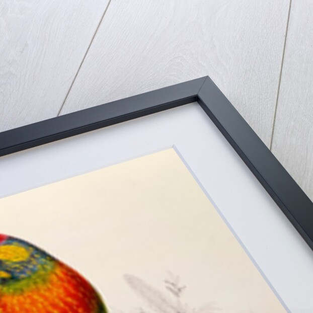 Variegated Parakeet: Trichoglossus Versicolor by Edward Lear