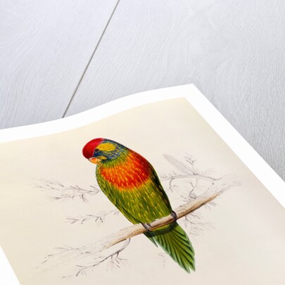 Variegated Parakeet: Trichoglossus Versicolor by Edward Lear