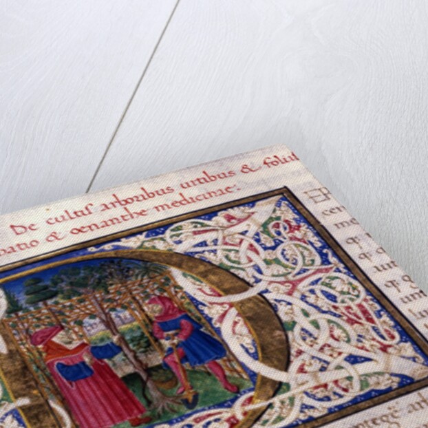 Initial P by Pliny The Elder