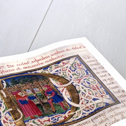 Initial P by Pliny The Elder