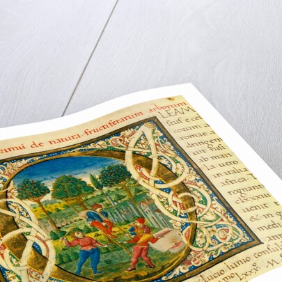 Initial O, from Pliny's Natural History. Italy, mid-15th century by Pliny the Elder