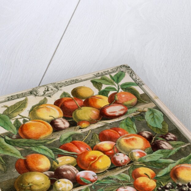 August, from The twelve months of fruits by Robert Furber