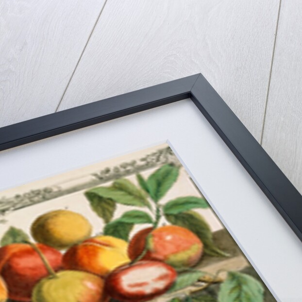 August, from The twelve months of fruits by Robert Furber