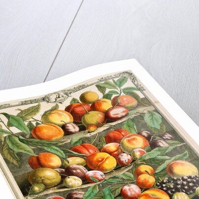 August, from The twelve months of fruits by Robert Furber