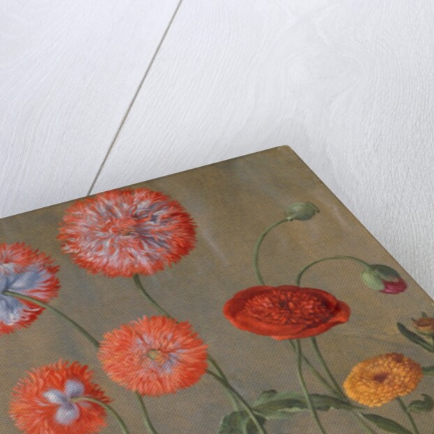 Poppies by Johann Jakob Walther