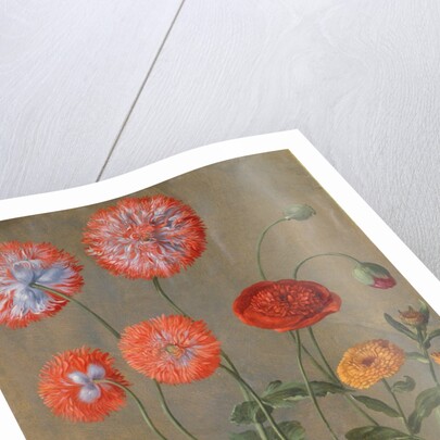 Poppies by Johann Jakob Walther