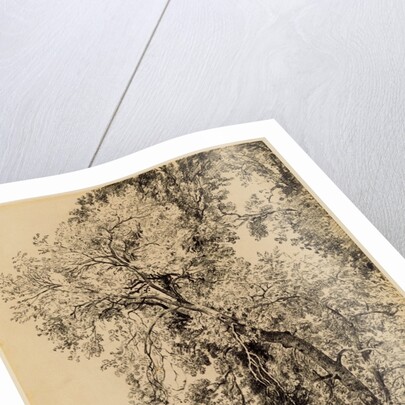 Study of Ash Trees by John Constable