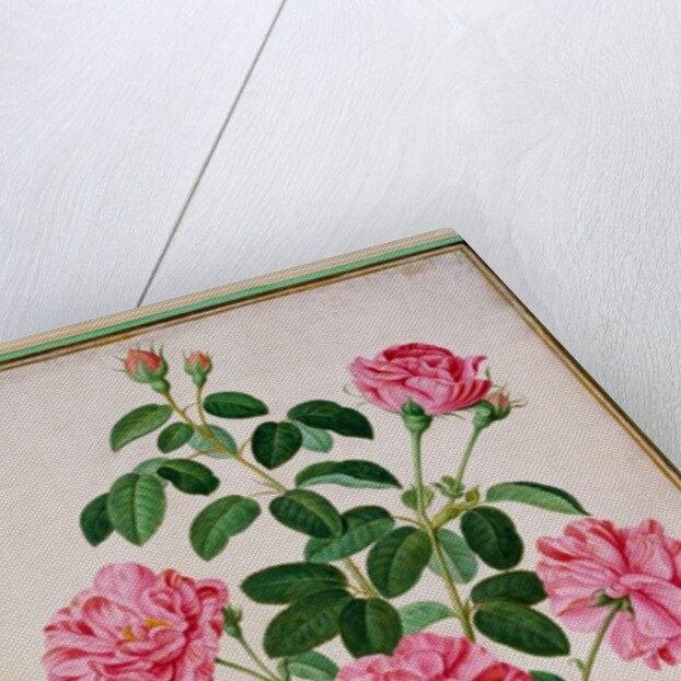 Rose by Johann Jakob Walther