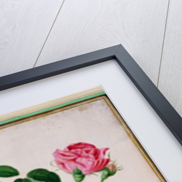 Rose by Johann Jakob Walther