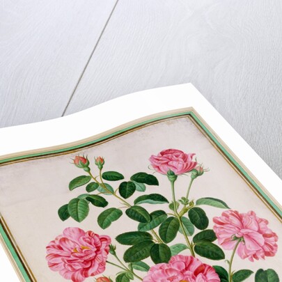 Rose by Johann Jakob Walther