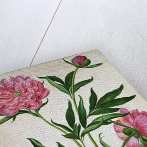 Peonies by Johann Jakob Walther