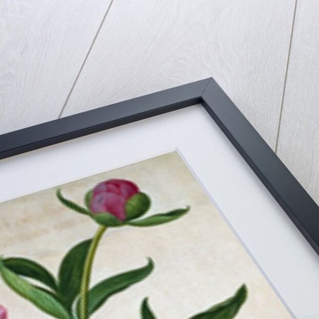Peonies by Johann Jakob Walther