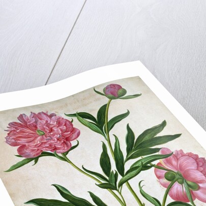 Peonies by Johann Jakob Walther