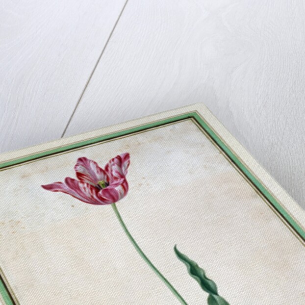 Tulips by Johan Jakob Walther