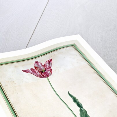 Tulips by Johan Jakob Walther