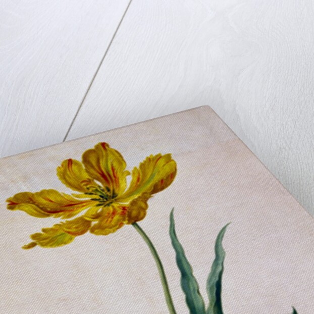 Parrot Tulip by Johann Jakob Walther