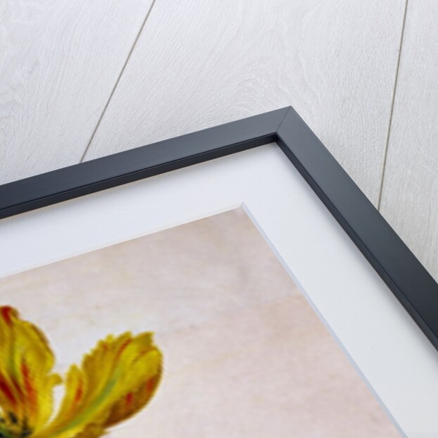 Parrot Tulip by Johann Jakob Walther