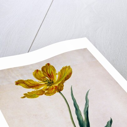 Parrot Tulip by Johann Jakob Walther