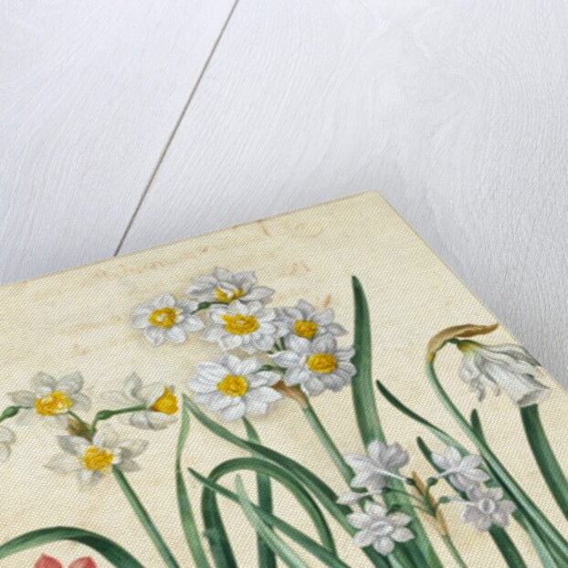 Narcissi by Johann Jakob Walther