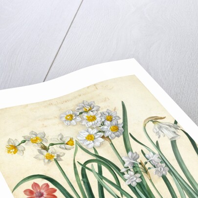Narcissi by Johann Jakob Walther