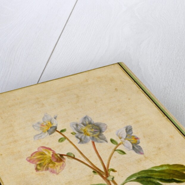 Christmas Rose by Johann Jakob Walther