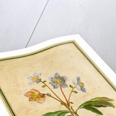 Christmas Rose by Johann Jakob Walther