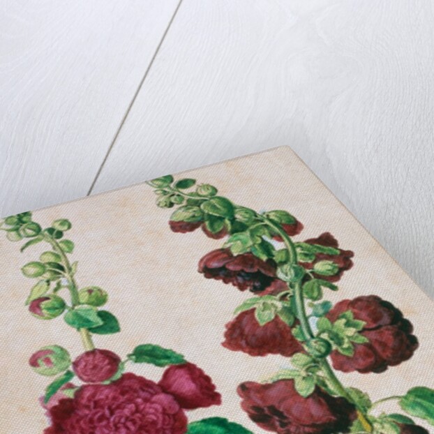Hollyhocks by Johann Jakob Walther