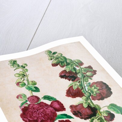 Hollyhocks by Johann Jakob Walther