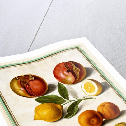 Pomegranates by Johann Jakob Walther