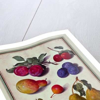 Plums by Apples and Pears