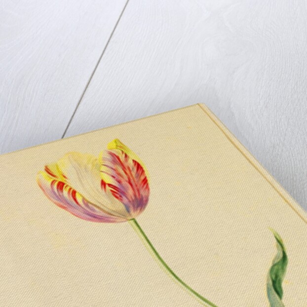 Study of a Tulip by Mary Moser