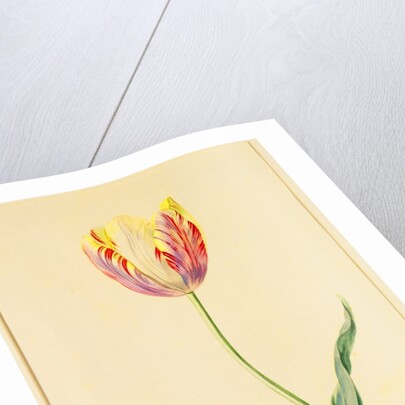 Study of a Tulip by Mary Moser