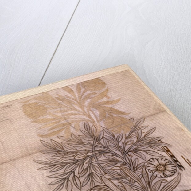 Potted Plant drawing of a dahlia with lush leaves by William Morris