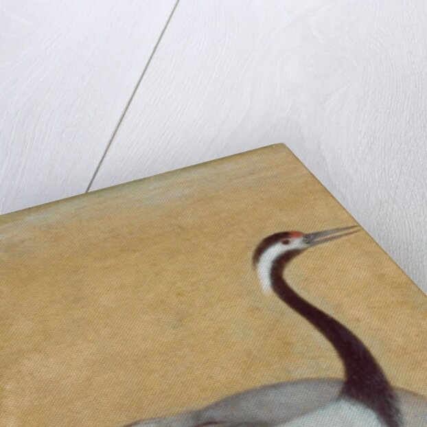 A pair of Saras birds by Unknown