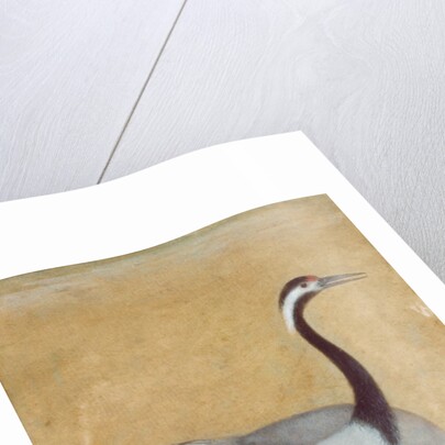 A pair of Saras birds by Unknown