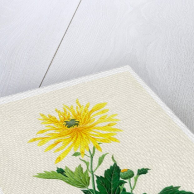 Chrysanthemum by Unknown