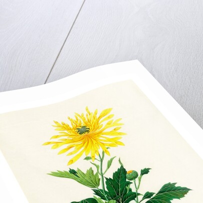 Chrysanthemum by Unknown