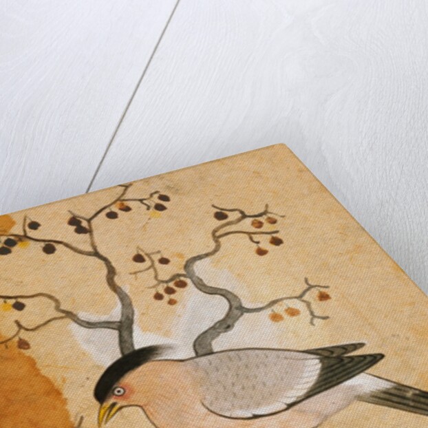 Black Headed Myna bird on a tree-trunk. Punjab, India, 19th century by Unknown