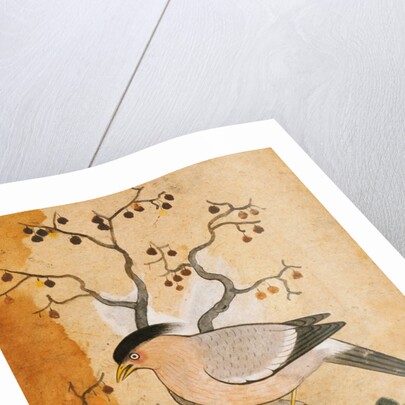 Black Headed Myna bird on a tree-trunk. Punjab, India, 19th century by Unknown