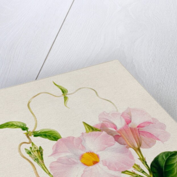 Orchid, Dipladenia Crassinoda by Unknown
