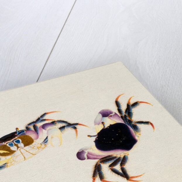 A Land Crab, Delhi Company School by Delhi Company School