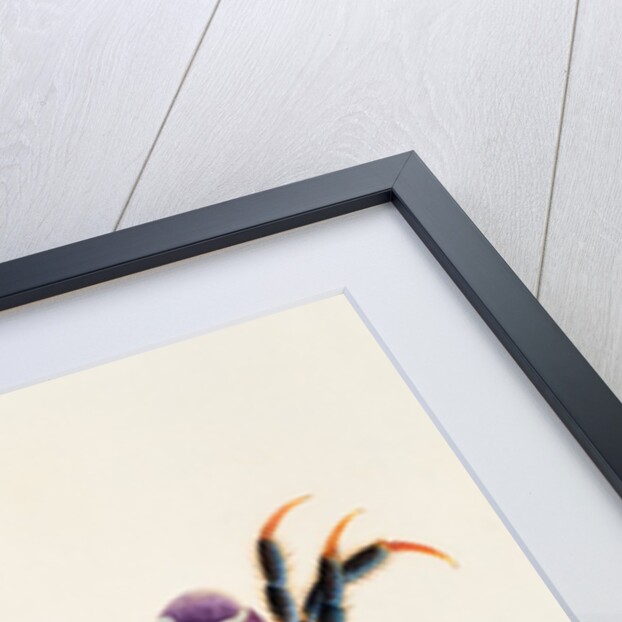 A Land Crab, Delhi Company School by Delhi Company School