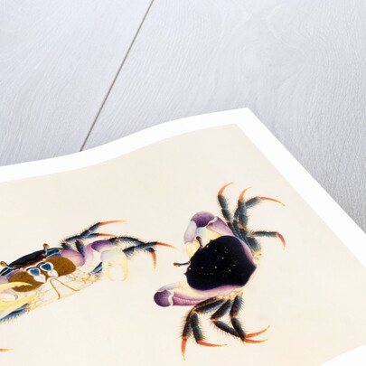 A Land Crab, Delhi Company School by Delhi Company School