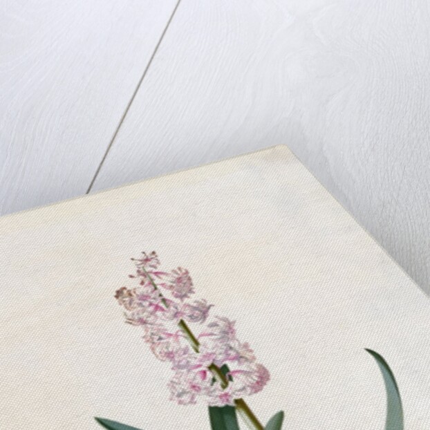Hyacinth by Georg Dionysus Ehret