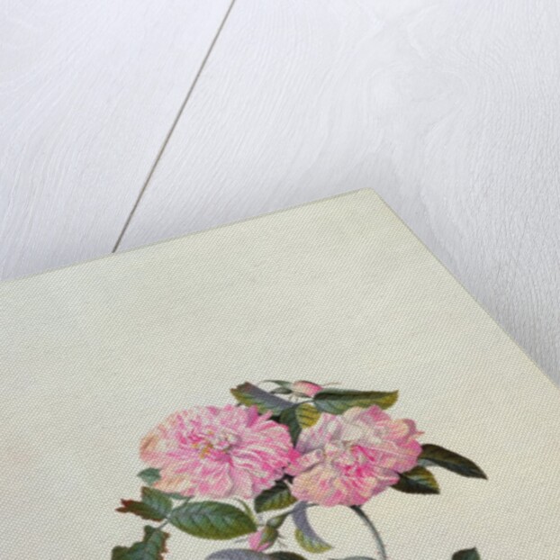 Striped Monthly Rose by Georg Dionysus Ehret